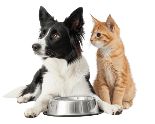 the dog and cat are looking to the left