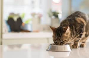 cat food