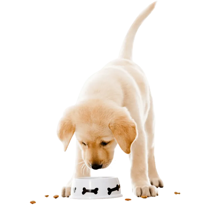puro best quality pet food 1
