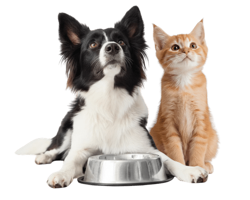 dog and cat looking up