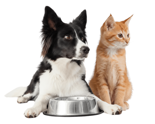 dog and cat looking to the right