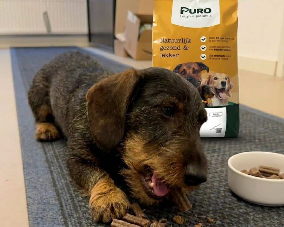 Purofan, head of the wire-haired cell
