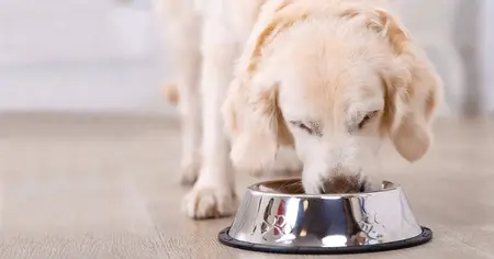 dog food (1)