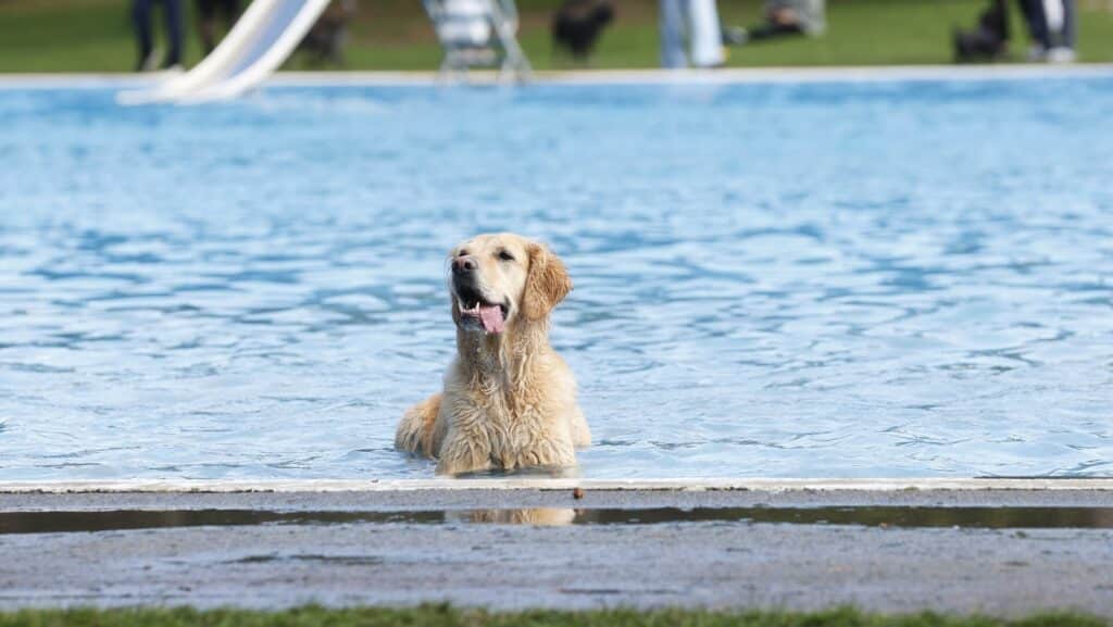 dog splash